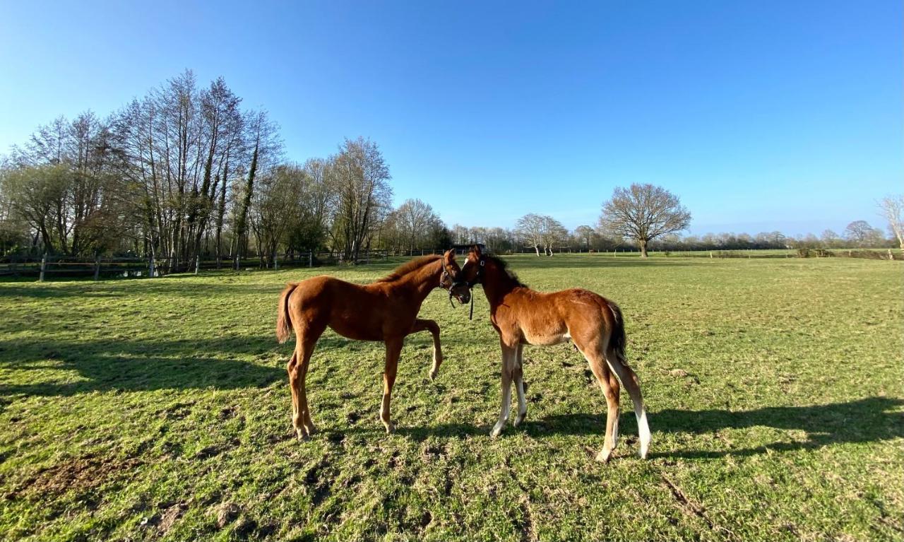 Apartament La Longere Du Haras Manerbe Zewnętrze zdjęcie